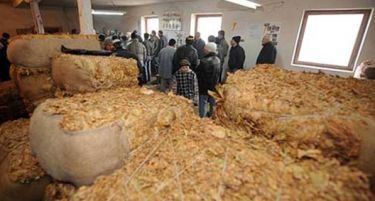 По цена од 186 денари откупени 18.000 тони тутун од ланската реколта