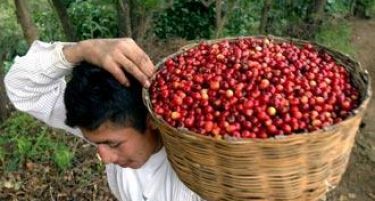 Производството на кафе во Бразил погодено од катастрофални суши