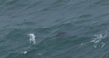 (ВИДЕО-ФОТО) QZ8501: Најден и трупот на авионот на „Ер Азија“