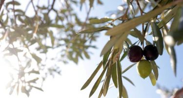 Библиска билка полна здравје: Направете чај од суви маслинови гранчиња и оздравете од тешка болест!