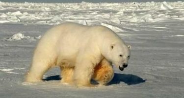ПОЛАРЕН ЕГЗОДУС: Белите мечки масовно бегаат од Русија, Норвешка и Гренланд!
