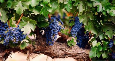 Завршени обврските за субвенции на лозарите