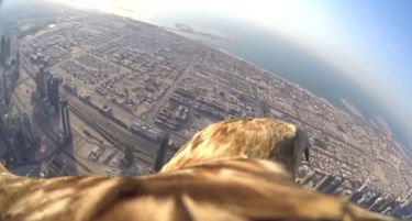 (ВИДЕО) Орел-мршојадец со камера на грбот се спушти од највисоката зграда во светот