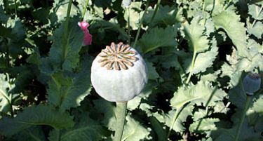 КАКО ДА СЕ ВРАТАТ НА НИВИТЕ: сè помалку памук, шеќерна репа, сончоглед, афион!