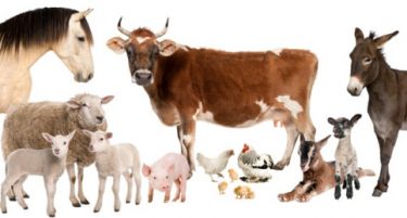 ИАКО СЕ НАМАЛУВА ДОБИТОКОТ: Во Македонија најбројни се овците!