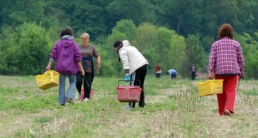 Барате работа? Германија бара берачи на аспарагус, плата 150 евра на ден