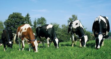 Се плаќало за пашарина, а не се склучувале договори: Ревизорски извештај за ЈП за Стопанисување со пасишта!