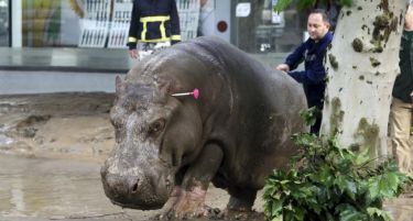 (ВИДЕО) Смртоносни поплави во Грузија, ѕверови од зоолошката на улиците
