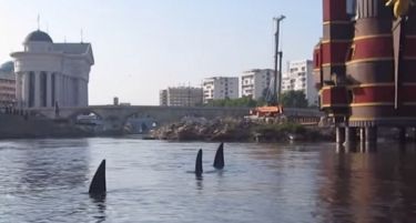 (ВИДЕО) Ајкули пливаат во центарот на Вардар