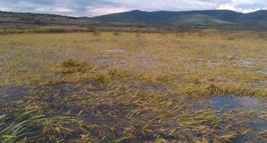 АГРАРОТ ПОД ВОДА: Уништени посеви на раб на катастрофа!