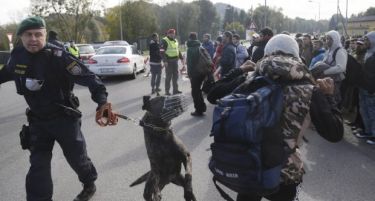 (ВИДЕО) ХАОТИЧНО НА АВСТРИСКО-СЛОВЕНСКАТА ГРАНИЦА: Полицијата пушти кучиња на мигрантите