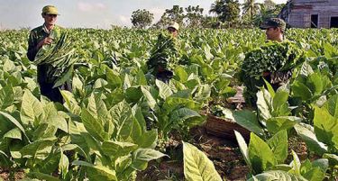 РЕПОРТАЖА: Немаш тутун – не си прилепчанец