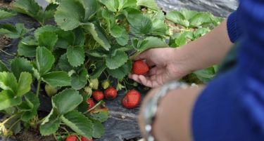 450 РАБОТНИ МЕСТА: Ако имате бугарски пасош пријавете се за берење јагоди во Шпанија