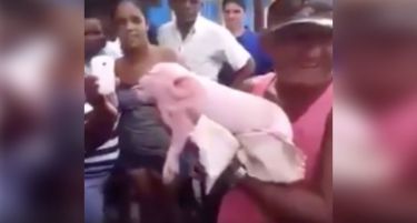 (Видео) ПОЛА МАЈМУН ПОЛА ПРАСЕ: Мистериозно суштество се роди во Куба
