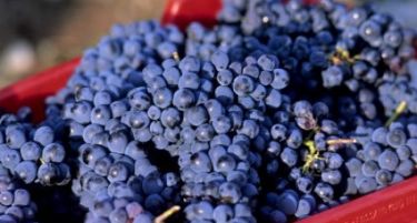 За откупени земјоделски производи исплата за 3 месеци