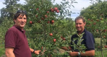 Берба на јаболки во Нов Зеланд: Им недостигаат сезонски работници, дневница 150 евра!