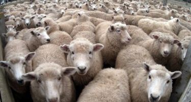 Се намалуваат стадата со овци во Македонија