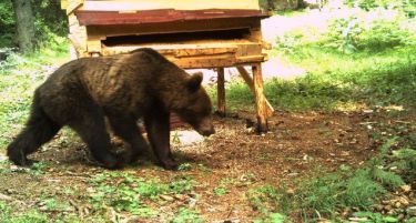 Под концесија се нудат ловишта во Струга, Делчево и Кочани