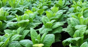 Македонија не прифаќа замена за тутунот, од него живеат 40.000 семејства