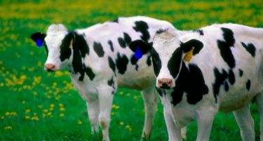 Со финансиска помош ќе се зголемува добиточниот фонд