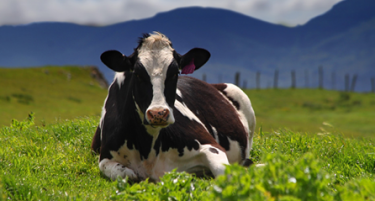 За 3 години да се исполни категоризација на млекото по ЕУ стандарди