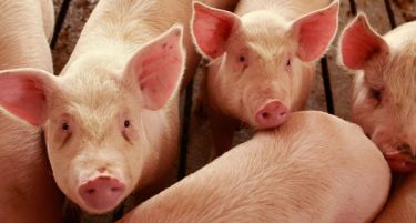 Казни до 600 евра за колење добиток без ветеринар?