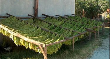 Tутунарите тријат раце, почна исплатата на субвенции