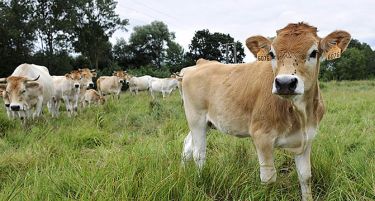 Нема „црна“ листа за фармерите кои ќе пријават повеќе земја за субвенции