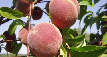 Зголемени овоштарниците во Македонија за 3.6%