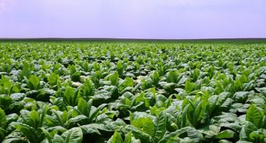 Барањето на СЗО за намалување на ориенталниот тутун е неприфатливо