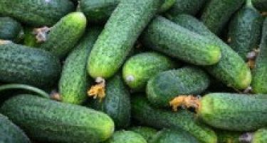 Краставиците од Албанија безбедни за конзумирање, смируваат надлежните