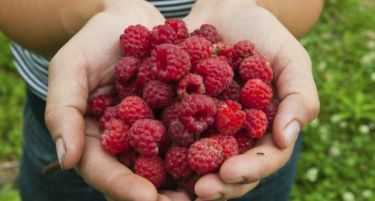 Се бараат берачи на малини во Србија