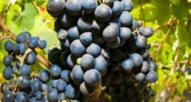 Зголемено производството на грозје во Македонија