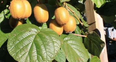 Каде се греши при садење и одгледување на киви?