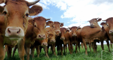 Крупниот добиток ќе прими вакцина против јазлеста кожа