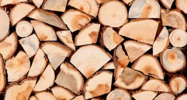 Зголемено производството на шумски производи во државните шуми