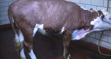 МЛЕЧНА КРИЗА НА ПОВИДОК: Сточарите во паника, млекарниците претпазливи!