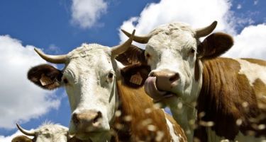 АХВ обезбеди 50.000 вакцини против „јазлеста кожа“