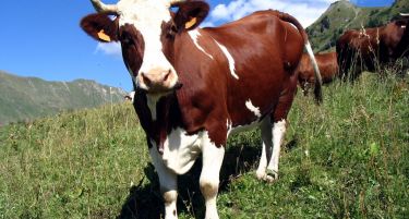 Се вакцинира добитокот против „јазлеста кожа“