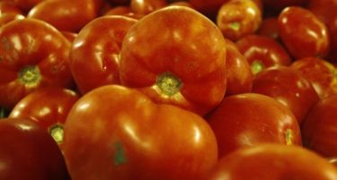 Во Италија и Шпанија се одгледуваат две третини од доматите во ЕУ