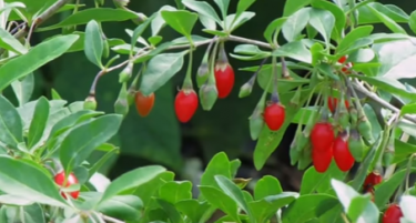 ФОТО: Гоџи бери на македонските ниви – има ли профит?