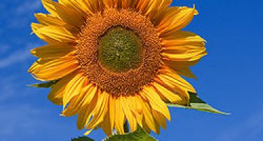 Засадете џиновски сончогледи во градината