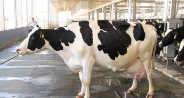 Најмлечната крава нa целиот Блиски Исток живее во ОАЕ