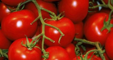 Во Србија се продаваат албански домати, српските немаат пласман