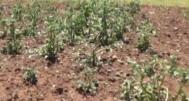 Град ги уништи раноградинарските и овошните насади во Македонска Каменица