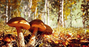 Српските берачи на печурки заработуваат по 5.000 евра во сезона
