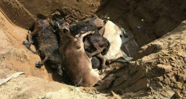 Сточните пазари сардисани од јазлеста кожа-Обештетени мал број сточари?