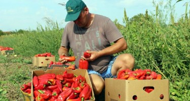 Запрел со изградба на куќа - пиперките поисплатливи