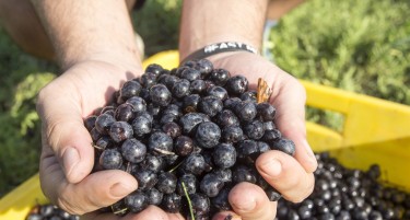 ФОТО: Го одгледуваат овошјето на иднината кое носи профит