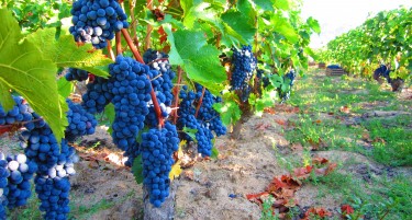 Се даваат субвенции за откуп на „вранец“